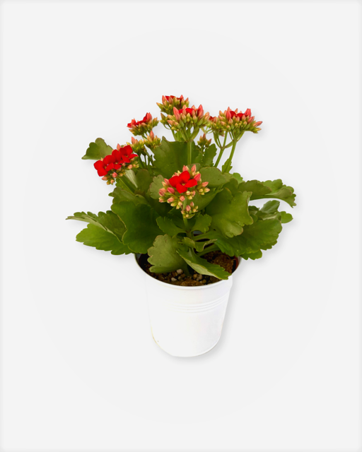 Tropical - Kalanchoe blossfeldiana 'Mandala Red' (4 Inch Tin)