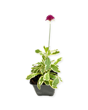 Load image into Gallery viewer, Perennial - Knautia macedonica &#39;Thunder &amp; Lightning&#39; (4 Inch)
