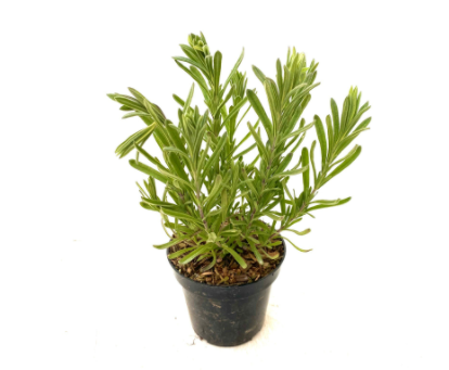 Ornamental Herb - Lavandula stoechas 'Anouk Lavender' (4.5 Inch) Product vendor