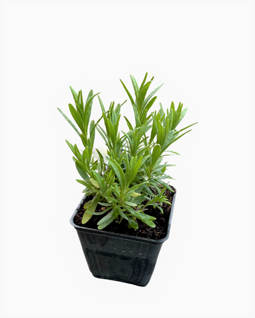 Ornamental Herb - Lavandula angustifolia 'Hidcote Blue Lavender' (4 Inch)