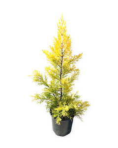 Shrub - Cupressus macrocarpa 'Goldcrest Lemon Scented Cypress' (1 Gallon)