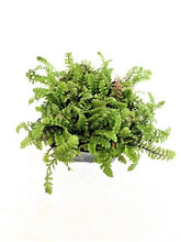 Load image into Gallery viewer, Ground Cover - Leptinella squalida 'New Zealand Brass Buttons' (4 Inch) Product vendor

