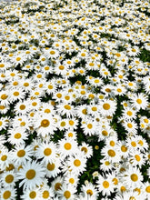 Load image into Gallery viewer, Perennial - Leucanthemum x superbum &#39;Madonna&#39; (1 Gallon)
