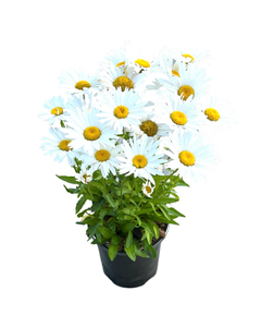Perennial - Leucanthemum x superbum 'Madonna' (1 Gallon)