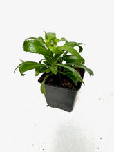Load image into Gallery viewer, Perennial - Leucanthemum x superbum &#39;Snowcap&#39; (4 Inch)
