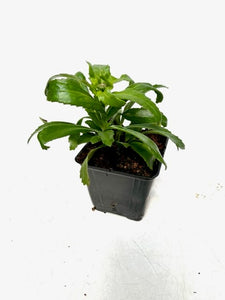 Perennial - Leucanthemum x superbum 'Snowcap' (4 Inch)