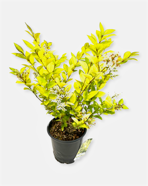 Shrub - Ligustrum vicaryi 'Golden Privet' (1 Gallon) – Curbside Nursery