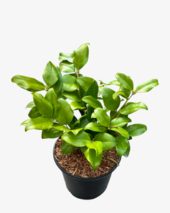 Shrub - Ligustrum japonica texanum 'Wax leaf Privet' (1 Gallon)