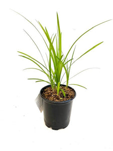 Grass - Liriope Spicata 'Creeping' (1 Gallon)
