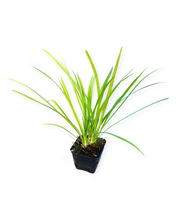 Load image into Gallery viewer, Grass - Liriope Spicata &#39;Creeping&#39; (4 Inch)
