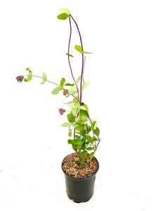 Staked/Vines - Lonicera × browni 'Dropmore Scarlet Trumpet Honeysuckle ' (1 Gallon)