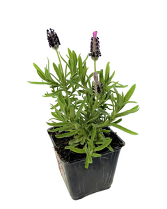 Ornamental Herb - Lavandula stoechas 'Luxurious' (4 Inch)