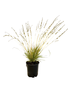 Grass - Molinia caerulea 'Variegated Moor Grass' (1 Gallon)