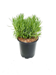 Ornamental Herb - Lavandula angustifolia 'Munstead Lavender' (1 Gallon)