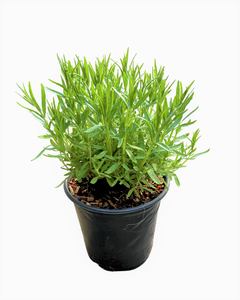 Ornamental Herb - Lavandula angustifolia 'Munstead Lavender' (1 Gallon)
