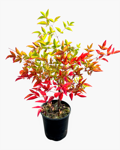 Shrub - Nandina domestica 'Heavenly Bamboo' (1 Gallon) Product vendor