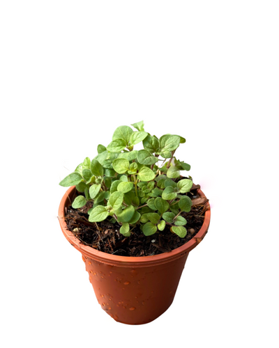 Herb - Origanum vulgare 'Greek Oregano' (3.5 Inch) Product vendor