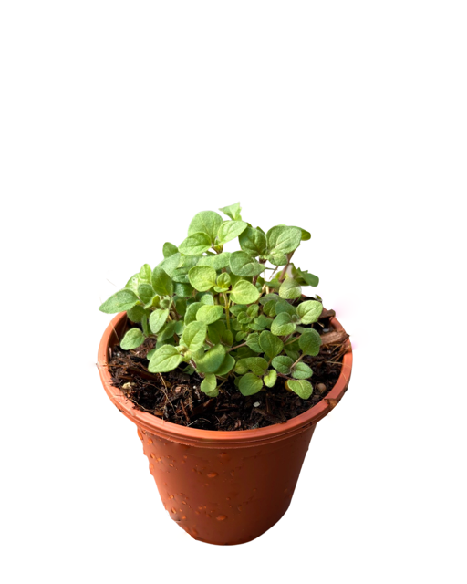 Herb - Origanum vulgare 'Greek Oregano' (3.5 Inch) Product vendor