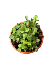 Load image into Gallery viewer, Herb - Origanum vulgare &#39;Greek Oregano&#39; (3.5 Inch) Product vendor
