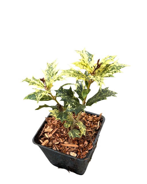 Shrub - Osmanthus heterophyllus 'Goshiki Variegated False Holly' (4 Inch)
