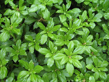 Load image into Gallery viewer, Ground Cover - Pachysandra terminalis &#39;Green Carpet&#39; (4 Inch)
