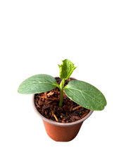 Load image into Gallery viewer, Vegetable - Cucumis sativus &#39;Short Patio Snacker Cucumber&#39; (3.5 Inch) Product vendor

