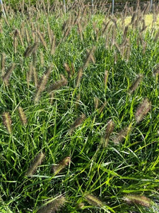 Grass - Pennisetum alopecuroides 'Moudry Black Fountain Grass'  (1 Gallon)