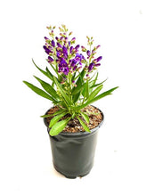 Load image into Gallery viewer, Perennial - Penstemon x hybrida &#39;Rock Candy Blue&#39; (1 Gallon)
