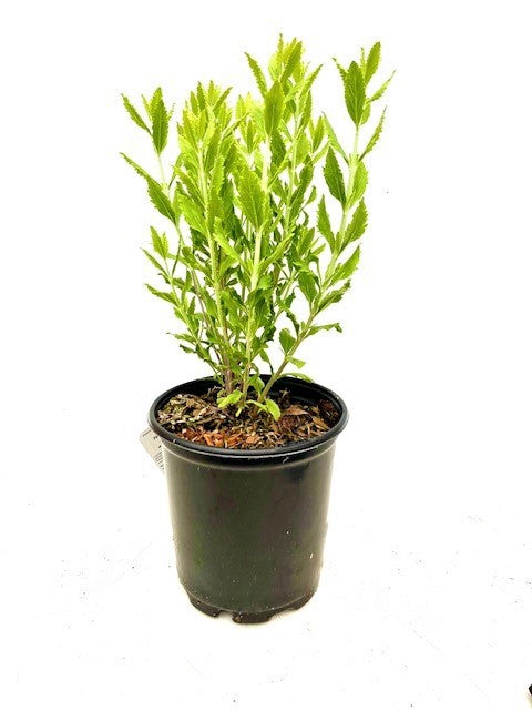 Perennial - Perovskia atriplicifolia 'Little Spire Russian Sage' (1 Gallon)