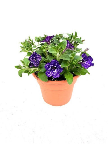Annual - Petunia Hybrid 'Headliner Night Sky' (6 Inch Terracotta) Product vendor