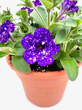 Load image into Gallery viewer, Annual - Petunia Hybrid &#39;Headliner Night Sky&#39; (6 Inch Terracotta) Product vendor
