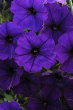 Load image into Gallery viewer, Annual - Petunia Hybrid &#39;Starlet Blue&#39; (6 Inch Terracotta)
