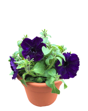 Load image into Gallery viewer, Annual - Petunia Hybrid &#39;Starlet Blue&#39; (6 Inch Terracotta)

