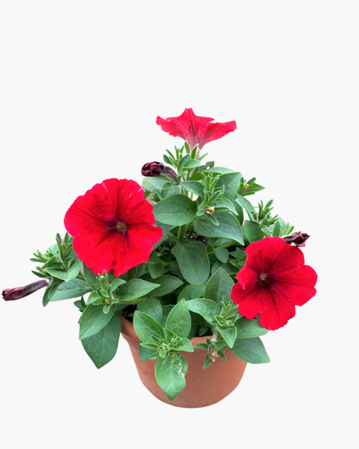 Annual - Petunia Hybrid 'Starlet Red' (6 Inch Terracotta) Product vendor