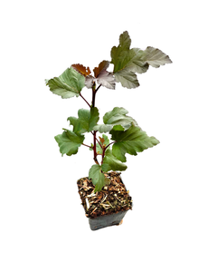 Shrub - Physocarpus opulifolius 'Ninebark Monlo' (4 Inch)