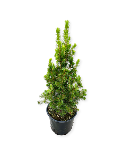 Shrub - Picea glauca 'Dwarf Alberta Spruce' (1 Gallon)