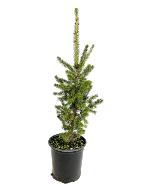 Shrub - Picea glauca 'Montrose Charm White Spruce' (1 Gallon)
