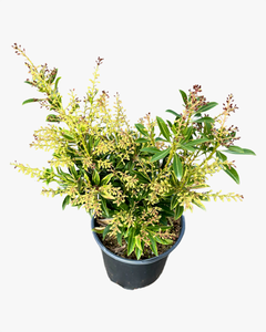 Shrub - Pieris japonica 'Cupido' (1 Gallon)
