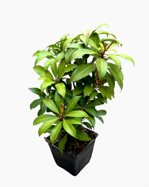 Shrub - Pieris japonica 'Mountain Fire' (4 Inch)