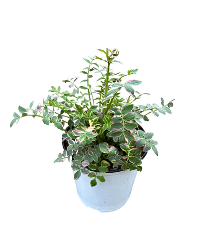 Perennial - Polemonium reptans 'Stairway to Heaven' (1 Gallon White Pot) Product vendor