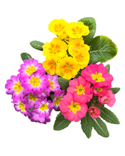 Load image into Gallery viewer, Annuals - Primula acaulis &#39;Danova Grower&#39;s Select Mix&#39; (3.5 Inch) Product vendor
