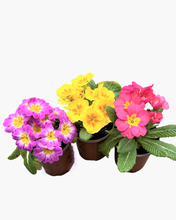 Load image into Gallery viewer, Annuals - Primula acaulis &#39;Danova Grower&#39;s Select Mix&#39; (3.5 Inch) Product vendor
