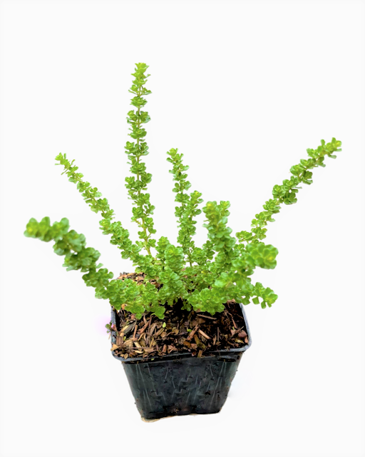 Shrub - Prostanthera cuneata 'Alpine Mint Bush' (4 Inch)