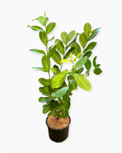 Hedging - Prunus laurocerasus 'English Laurel' (3 Gallon) Product vendor