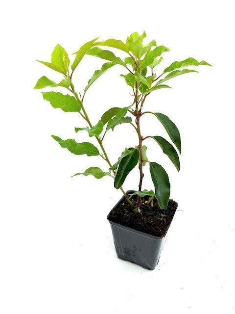 Hedging - Prunus lusitanica 'Lolita Laurel' (4 Inch)