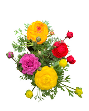 Load image into Gallery viewer, Annual - Ranunculus asiaticus &#39;Sprinkles Mix&#39; (4 Inch Round) Product vendor
