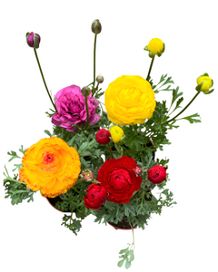 Annual - Ranunculus asiaticus 'Sprinkles Mix' (4 Inch Round) Product vendor