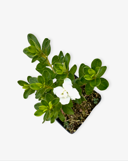 Shrub - Rhododendron obtusum 'Panda Azalea' (4 Inch)