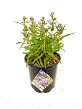 Load image into Gallery viewer, Perennial - Penstemon x hybrida &#39;Rock Candy Blue&#39; (1 Gallon)
