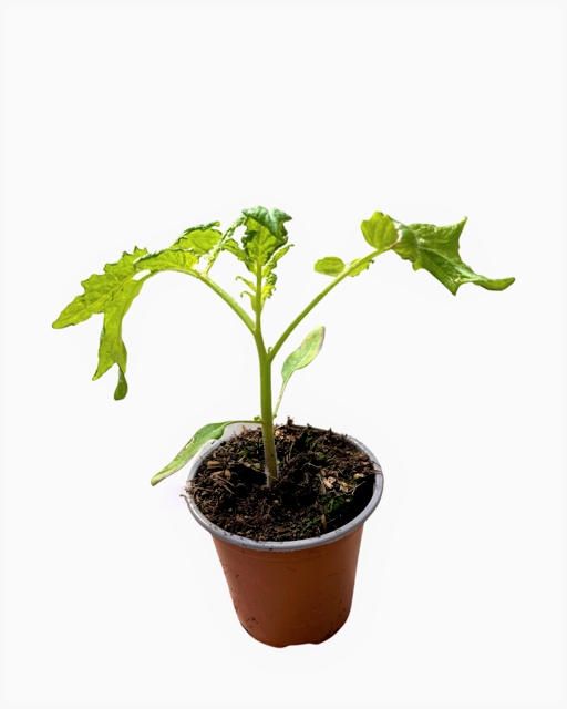 Fruit - Solanum lycopersicum 'Roma Tomato' (3.5 Inch) Product vendor
